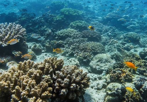 Protecting Marine Ecosystems Through Innovation